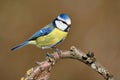 Blue tit bird on curved tree branch Royalty Free Stock Photo