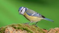 Blue tit bird perching on the rock Royalty Free Stock Photo