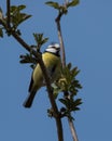 Blue tit bird singing on a twig Royalty Free Stock Photo