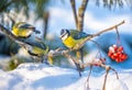 The blue tit bird sits on a snow-covered branch of a red mountain ash on a sunny frosty day Royalty Free Stock Photo