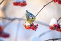 The blue tit bird sits on a snow-covered branch of a red mountain ash on a sunny frosty day Royalty Free Stock Photo