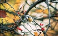 A blue tit bird sits on a tree branch covered with red berries and last leaves on an autu