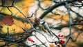 A blue tit bird sits on a tree branch covered with red berries and last leaves on an autu