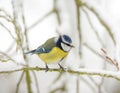 Blue tit bird sitting on a snow covered tree Royalty Free Stock Photo