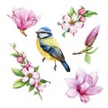 Blue tit bird with spring pink magnolia, apple flowers. Watercolor illustration set. Hand drawn cute tiny titmouse
