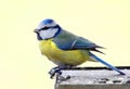 Blue tit in bird table