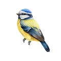 Blue tit bird watercolor illustration. Hand drawn cute tiny titmouse with yellow and blue feathers. Small european bird