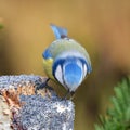 Cute blue tit bird in winter time Royalty Free Stock Photo
