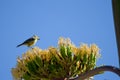 Blue tit on blossom of maguey