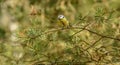 Blue tit, bluecap bird standing on pine branch Royalty Free Stock Photo