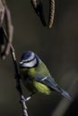 Blue tit perched