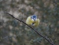 Blue tit on branch Royalty Free Stock Photo