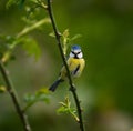 Blue Tit On Branch Royalty Free Stock Photo