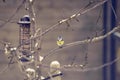 Blue tit on a branch near a birdfeeder in a garden