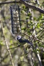 A blue tit on a branch next to a bird feeder Royalty Free Stock Photo