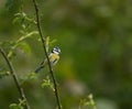 Blue Tit On Branch Royalty Free Stock Photo