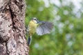 Blue tit