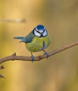 Blue Tit Royalty Free Stock Photo