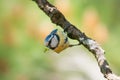 Blue tit with caterpillar hanging from a branch Royalty Free Stock Photo