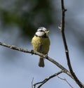 Blue tit with a caterpillar in its beak sits on a tree branch. Royalty Free Stock Photo