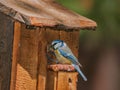 Blue tit with caterpillar at nest box Royalty Free Stock Photo