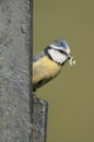 Blue Tit with Caterpillar Royalty Free Stock Photo