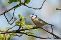 Blue tit with caterpillar in a tree Royalty Free Stock Photo