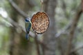 Blue Tit clinging to a coconut shell