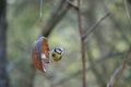 A Blue Tit clinging to a coconut shell in the early morning spring sunshine