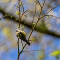 Blue Tit clinging to a thin branch searching for insects