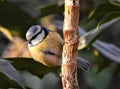 Blue tit with closed beak is sitting on brown branch.