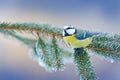 Blue Tit, cute blue and yellow songbird in winter scene, snow flake and nice spruce tree branch, Russia. First snow with bird. Win Royalty Free Stock Photo