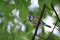 Blue Tit (Cyanistes caeruleus)