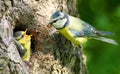 The Blue Tit (Cyanistes caeruleus). Royalty Free Stock Photo