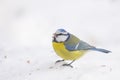 Blue Tit, Cyanistes caeruleus