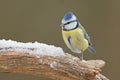 Blue tit (Cyanistes caeruleus) Royalty Free Stock Photo