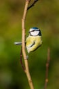 Blue Tit (Cyanistes caeruleus)