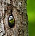 Blue Tit ( Cyanistes caeruleus )