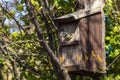 Blue tit Cyanistes caeruleus entering a bird nest box Royalty Free Stock Photo