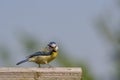 Blue Tit Cyanistes Caeruleus feeding family Royalty Free Stock Photo