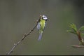 A Blue Tit - Cyanistes Caeruleus - Feeding on insects among Tree Buds Royalty Free Stock Photo