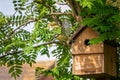 Blue tit, cyanistes caeruleus, flying from nest box with faecal sac in beak