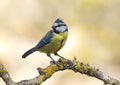 Blue Tit (Cyanistes caeruleus)