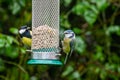 Blue tit, cyanistes caeruleus, and Great tit, parus major, perched on sunflower feeder
