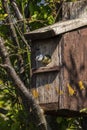 Blue tit Cyanistes caeruleus leaving a bird nest box Royalty Free Stock Photo