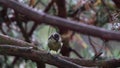 Blue tit, Cyanistes caeruleus, perched on a branch besides feeders in a pine forest, morayshire, scotland during late july.