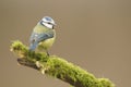Blue Tit; (Cyanistes caeruleus) perched on a log Royalty Free Stock Photo