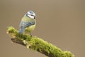 Blue Tit; (Cyanistes caeruleus) perched on a log