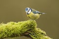 Blue Tit; (Cyanistes caeruleus) perched on a log Royalty Free Stock Photo