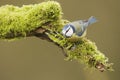 Blue Tit; (Cyanistes caeruleus) perched on a log Royalty Free Stock Photo